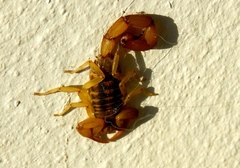 Centruroides baldazoi