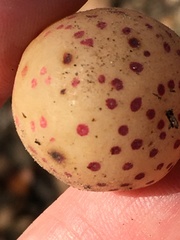 Atrusca quercuscentricola