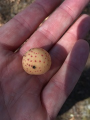 Atrusca quercuscentricola