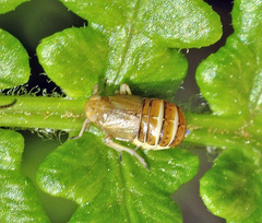 Ditropis pteridis
