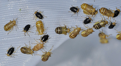 Ditropis pteridis