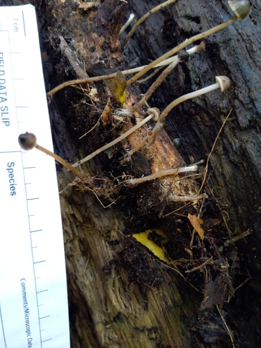 Psathyrella senex (Photo 2 of 2)