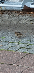 Passer domesticus