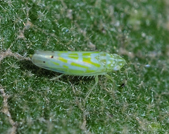 Micantulina stigmatipennis