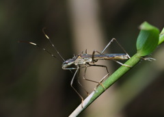 Marcius longirostris