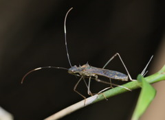 Marcius longirostris