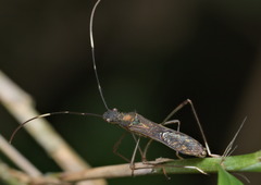 Marcius longirostris