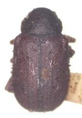 Tymnes metasternalis