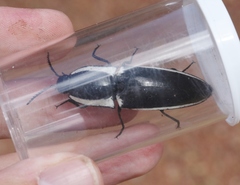 Chalcolepidius apacheanus