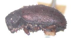 Tymnes metasternalis