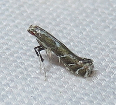 Leucospilapteryx venustella