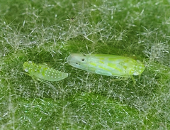 Micantulina stigmatipennis