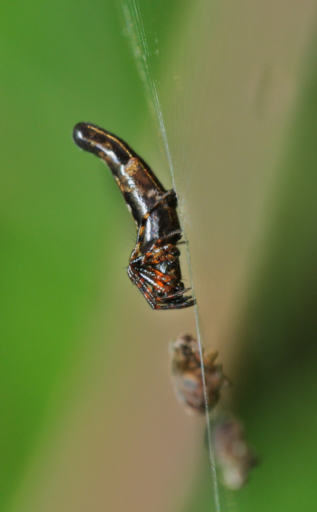 Cyclosa hamulata