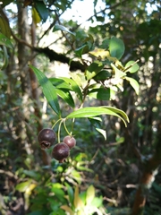 Myrceugenia planipes