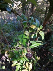 Myrceugenia planipes