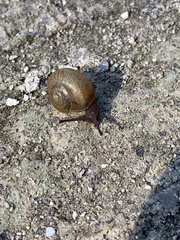 Mesomphix capnodes