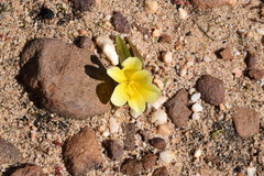 Moraea luteoalba