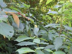 Tabernaemontana ochoterenae