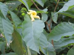 Tabernaemontana ochoterenae