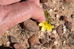 Moraea luteoalba