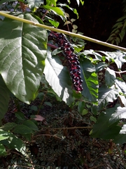 Phytolacca americana