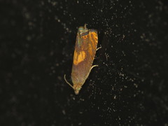 Dichrorampha flavidorsana