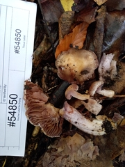 Cortinarius lucorum