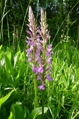 Dactylorhiza elata