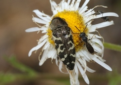 Acmaeodera decipiens