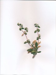 Gossypianthus lanuginosus