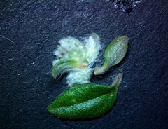 Gossypianthus lanuginosus