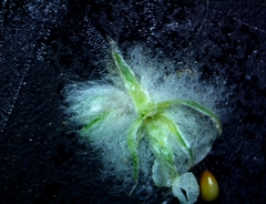 Gossypianthus lanuginosus