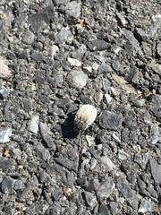 Cryptochile assimilis