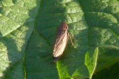 Aphrodinae