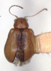 Xanthonia nepalensis