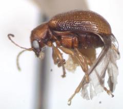 Xanthonia nepalensis