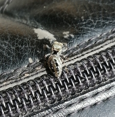 Paraphidippus aurantius