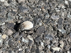 Cryptochile assimilis