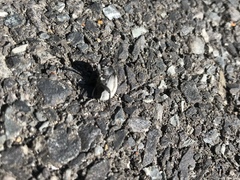 Cryptochile assimilis