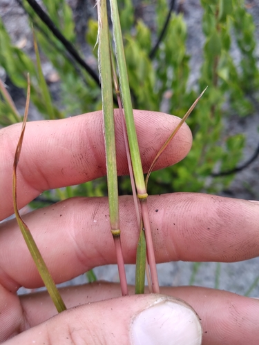 Image of Anatherum campbellii by (c) Scott Ward, some rights reserved (CC BY)