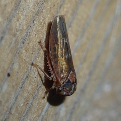 Metidiocerus rutilans