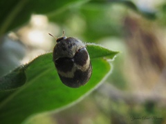 Attagenus fasciatus