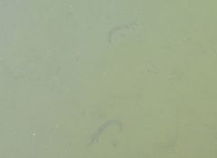 Plectobranchus evides