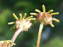 Marchantia polymorpha montivagans