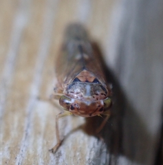 Metidiocerus rutilans