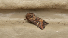 Lacinipolia stricta