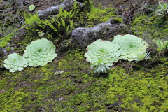 Aeonium glandulosum
