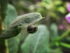 Attagenus fasciatus