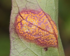 Puccinia esclavensis