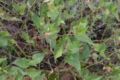 Puccinia esclavensis